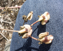 Taeniopetalum obtusifolium