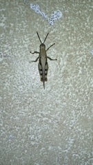 Orthoptera