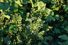 Thlaspi arvense