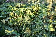 Thlaspi arvense