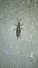 Orthoptera