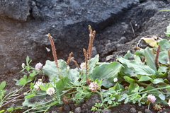 Plantago major