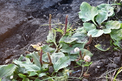 Plantago major