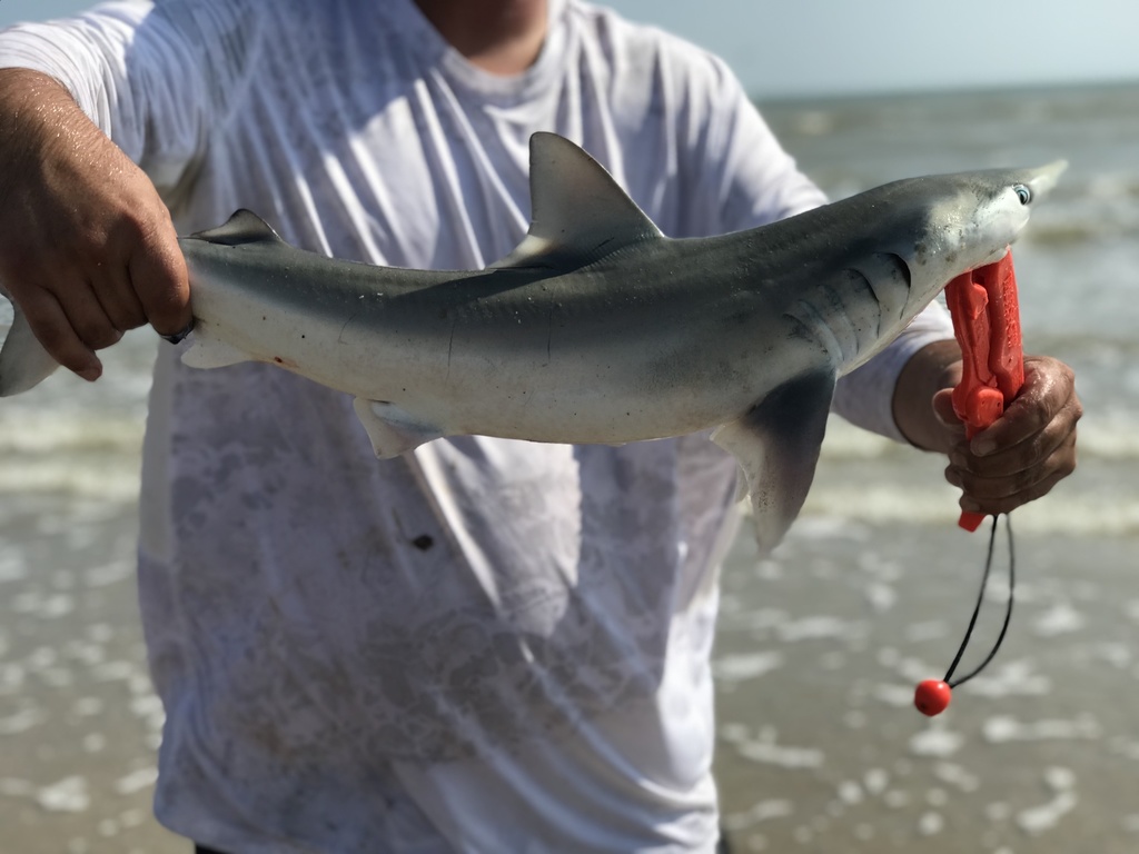 Finetooth Shark