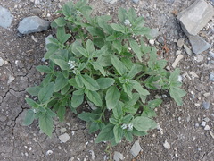 Heliotropium ellipticum