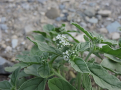 Heliotropium ellipticum