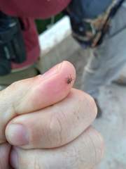 Amblyomma