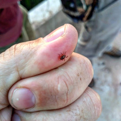 Amblyomma