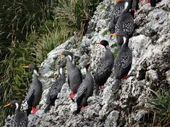 Poikilocarbo gaimardi