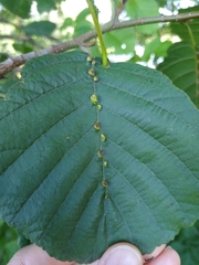 Aceria nalepai