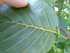 Aceria nalepai