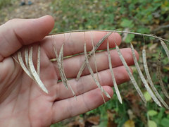 Borodinia canadensis