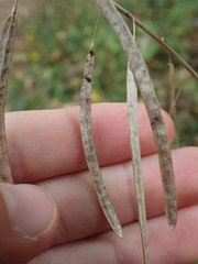 Borodinia canadensis