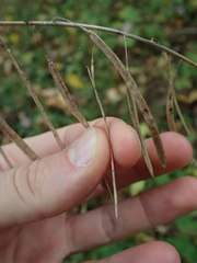Borodinia canadensis
