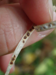 Borodinia canadensis