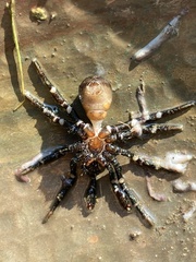 Cyclocosmia truncata