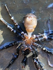 Cyclocosmia truncata