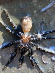 Cyclocosmia truncata