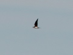 Stercorarius parasiticus