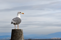 Larus michahellis michahellis
