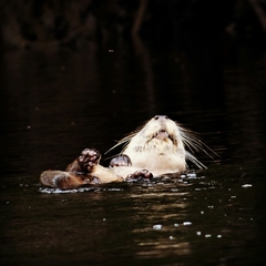 Lontra provocax