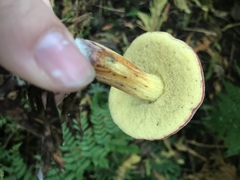 Xerocomellus zelleri