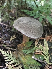 Xerocomellus zelleri