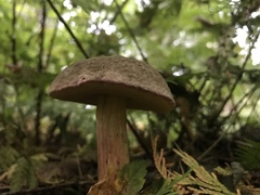 Xerocomellus zelleri