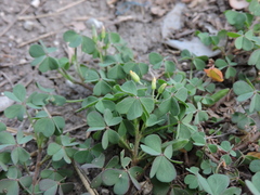 Oxalis corniculata