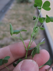 Oxalis corniculata