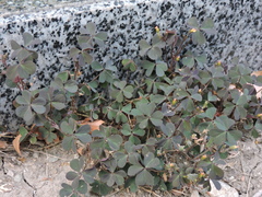Oxalis corniculata repens
