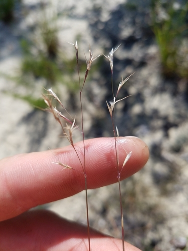 Image of Triplasis americana by (c) Scott Ward, some rights reserved (CC BY)