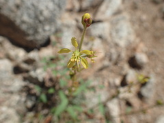 Galphimia angustifolia