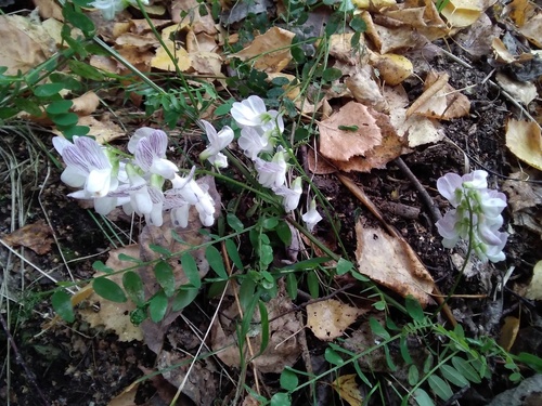 Wood Vetch