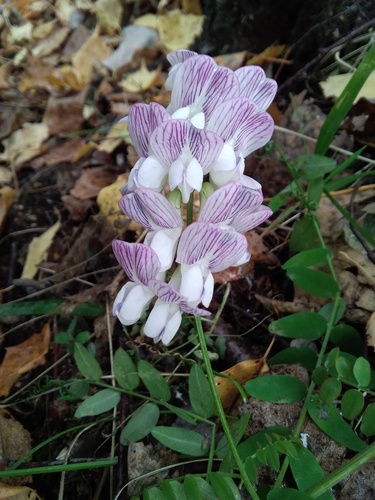 Wood Vetch