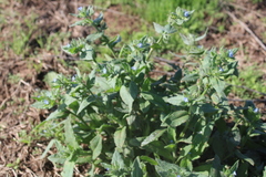 Anchusa arvensis orientalis
