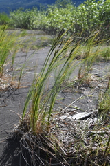 Carex aquatilis stans