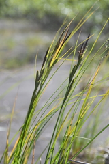 Carex aquatilis stans