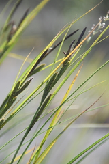 Carex aquatilis stans