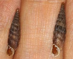 Laciniaria plicata