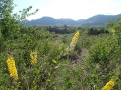 Echinopterys eglandulosa