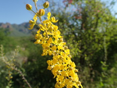 Echinopterys eglandulosa