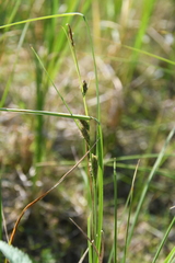 Carex aquatilis stans