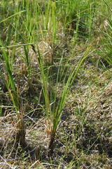 Carex aquatilis stans