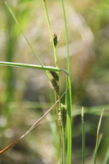 Carex aquatilis stans