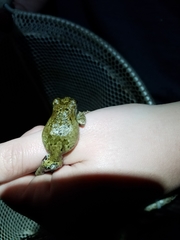 Hyla avivoca