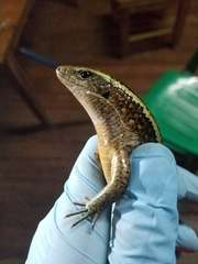 Zonosaurus madagascariensis