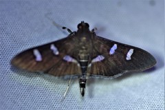 Desmia ploralis