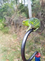 Furcifer willsii