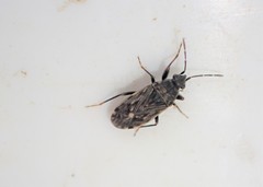Peritrechus